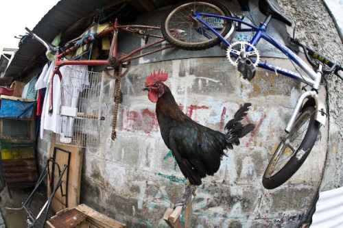 Rooster and bicylee. Ponte St, Makati, Manila